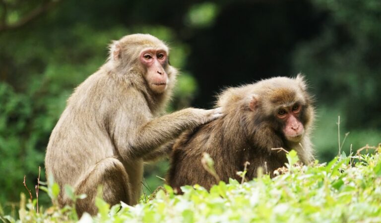 Forscher entdecken, dass es kein überlegenes Geschlecht gibt: „In der Natur gewinnt nicht immer der ‘Alpha-Männchen’“